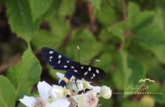 Amata ragazzii