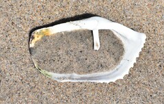 Zirfaea crispata