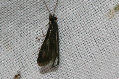 Mystacides sepulchralis