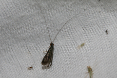 Mystacides sepulchralis