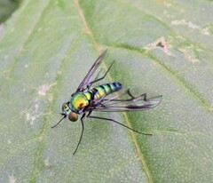 Condylostylus melampus