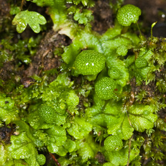 Cryptomitrium tenerum