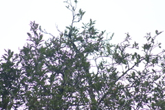 Oreothlypis superciliosa