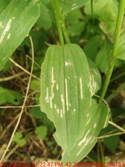 Synchysa