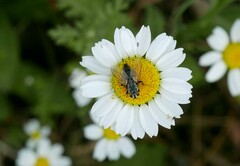Zeuxia cinerea