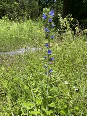 Campanula cervicaria