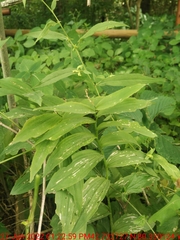 Synchysa