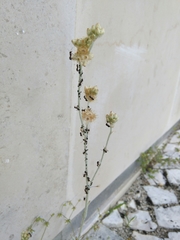 Lasius