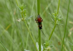 Syspasis scutellator