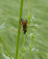 Syspasis scutellator