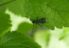 Ropalopus macropus