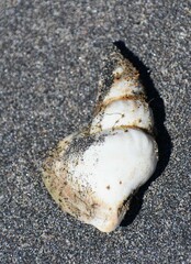 Arrhoges occidentalis