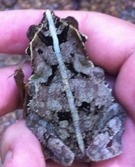 Rhinella margaritifera