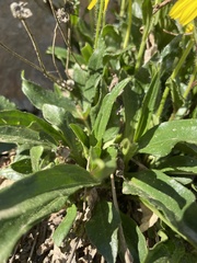 Arnica griscomii