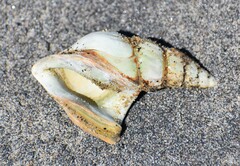 Arrhoges occidentalis