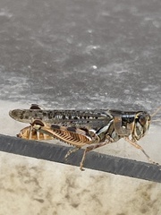 Melanoplus