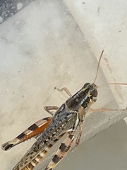 Melanoplus