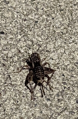 Melanogryllus desertus