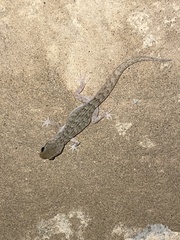 Mediodactylus oertzeni