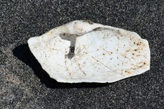 Zirfaea crispata