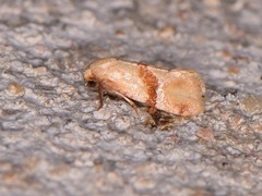 Cochylis caulocatax
