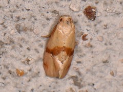 Cochylis caulocatax