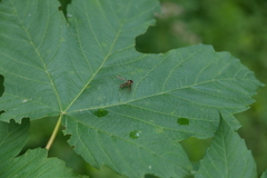 Meliscaeva cinctella