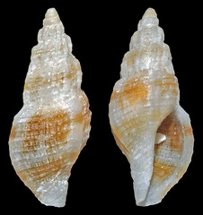 Daphnella