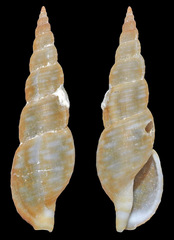 Daphnella