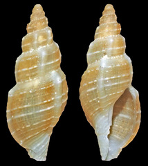 Daphnella