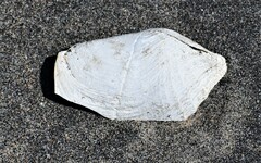 Zirfaea crispata