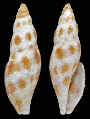 Daphnella