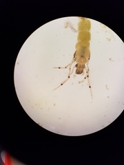 Nectopsyche exquisita