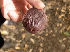Passifloraceae