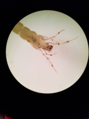 Nectopsyche exquisita