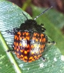 Platyphora rubropunctata