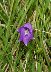 Campanula herminii