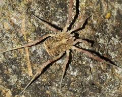 Odiellus duriusculus
