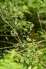 Galium elongatum