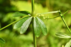 Galium elongatum