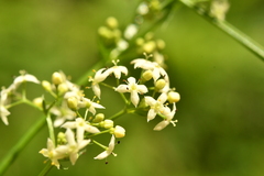 Galium elongatum