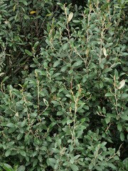 Pomaderris apetala maritima