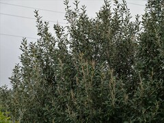 Pomaderris apetala maritima