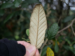 Pomaderris apetala maritima