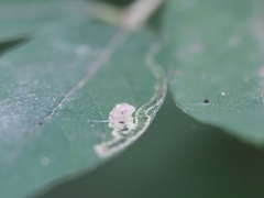 Aulagromyza cornigera