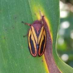 Mahanarva spectabilis