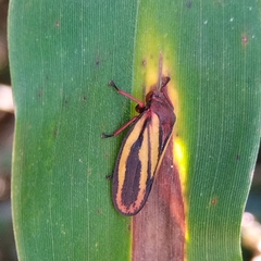 Mahanarva spectabilis