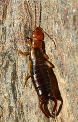Eulithinus analis