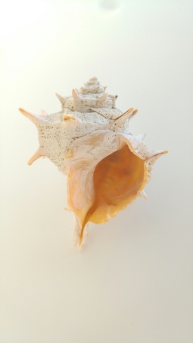 Bolinus brandaris