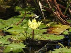 Image of Nymphaea mexicana